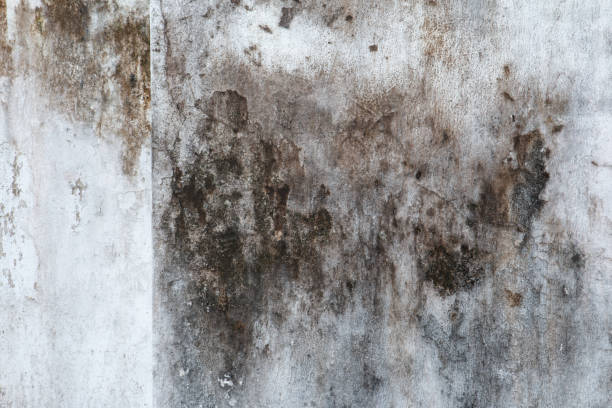 Mold Remediation for Rental Properties in Fairburn, GA
