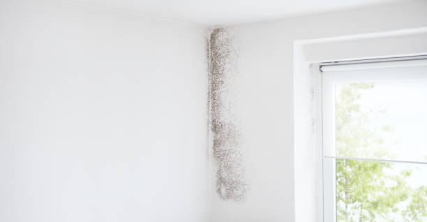 Best Water Damage & Mold Remediation  in Fairburn, GA