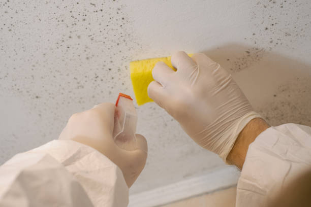 Best Environmental Consulting for Mold Prevention  in Fairburn, GA
