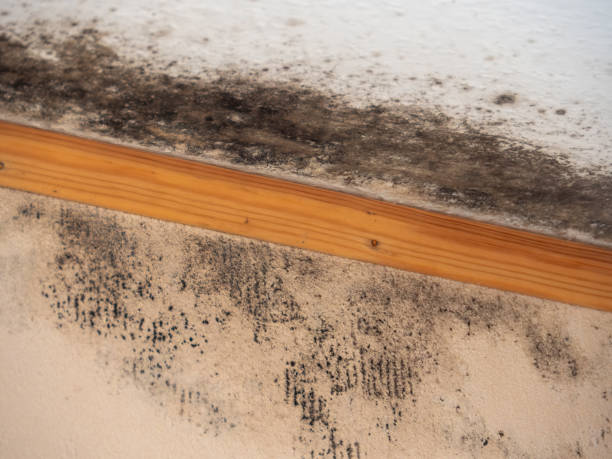 Best Mold Remediation for Healthcare Facilities  in Fairburn, GA