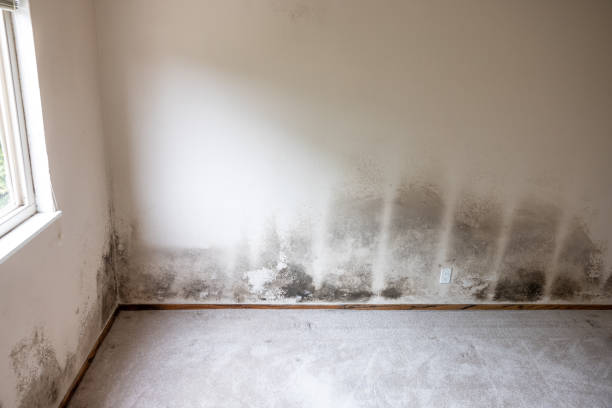 Best Asbestos and Lead Testing During Mold Inspection  in Fairburn, GA