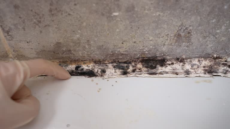 Best Commercial Mold Inspection  in Fairburn, GA